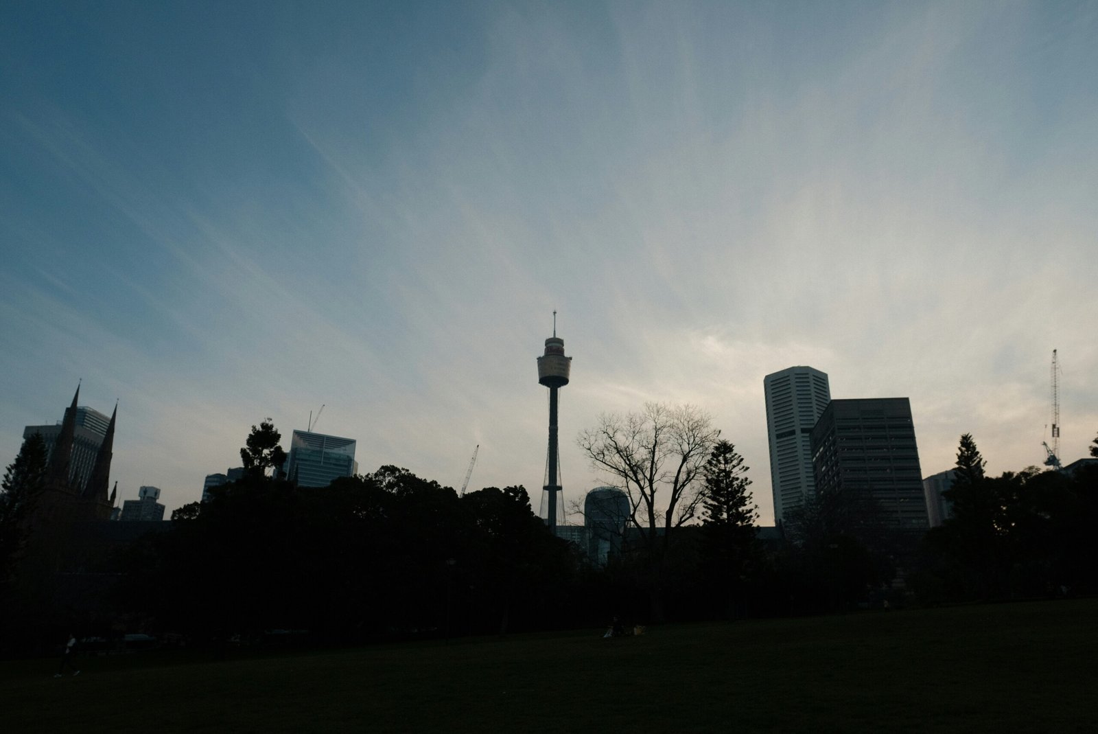 A view of a city skyline from a park